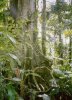 Big tree in the rain forest