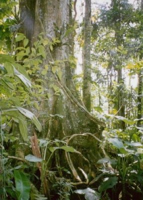 A large tree in the rain forest