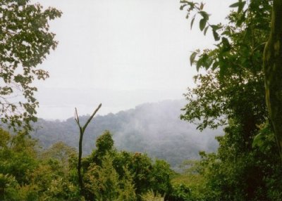 A break in the foliage revealing a valley